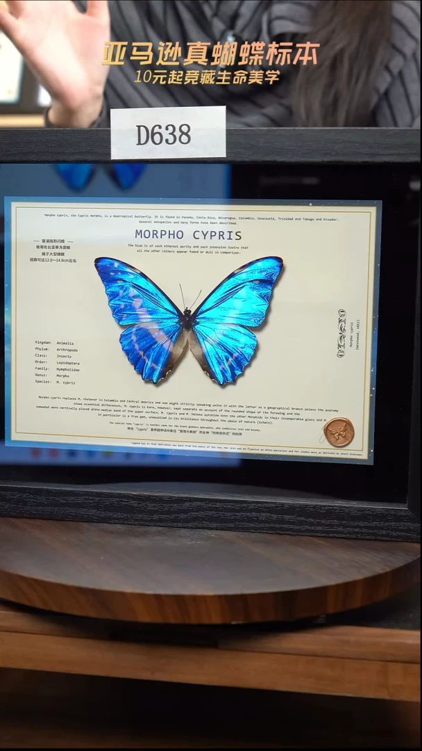 蝴蝶标本摆件竞拍d638