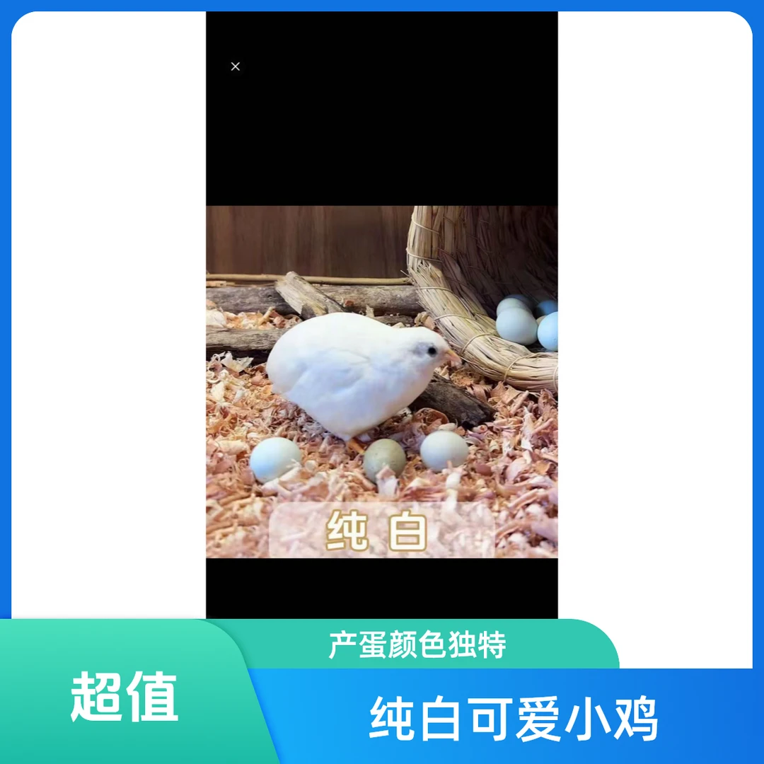 1青年盖比利奥奶酪公母颜色可选包邮路损好饲养