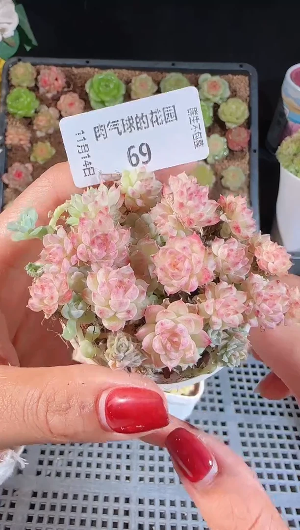 1114-69群生不包整