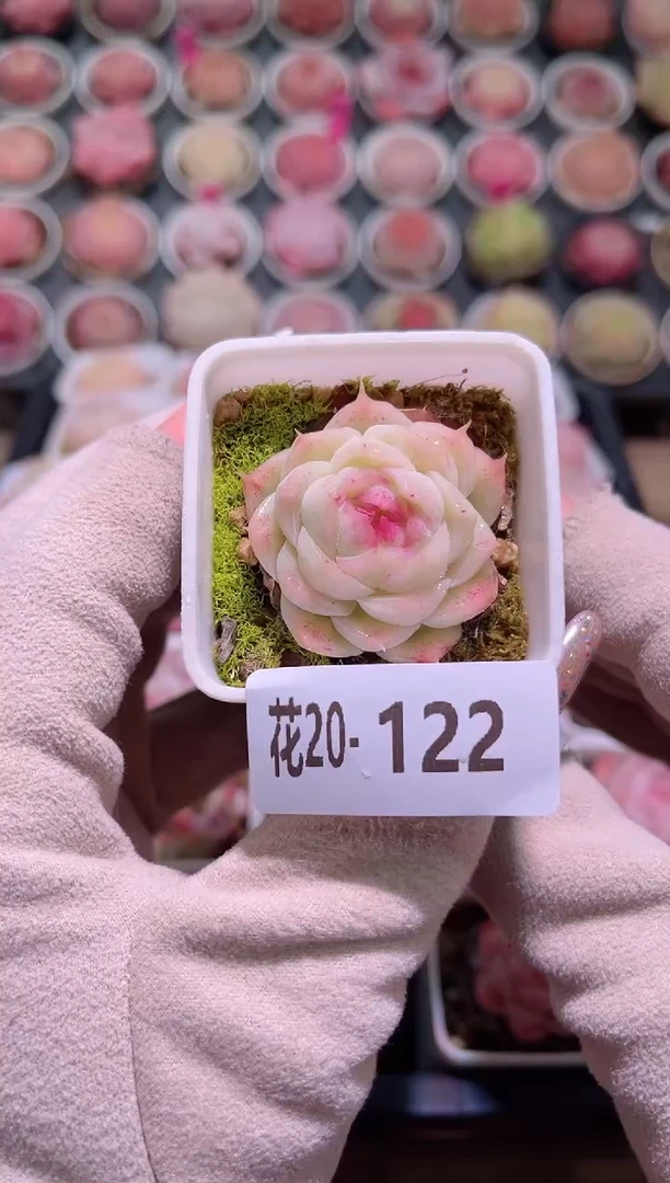 【闪购商品】20-122美瞳