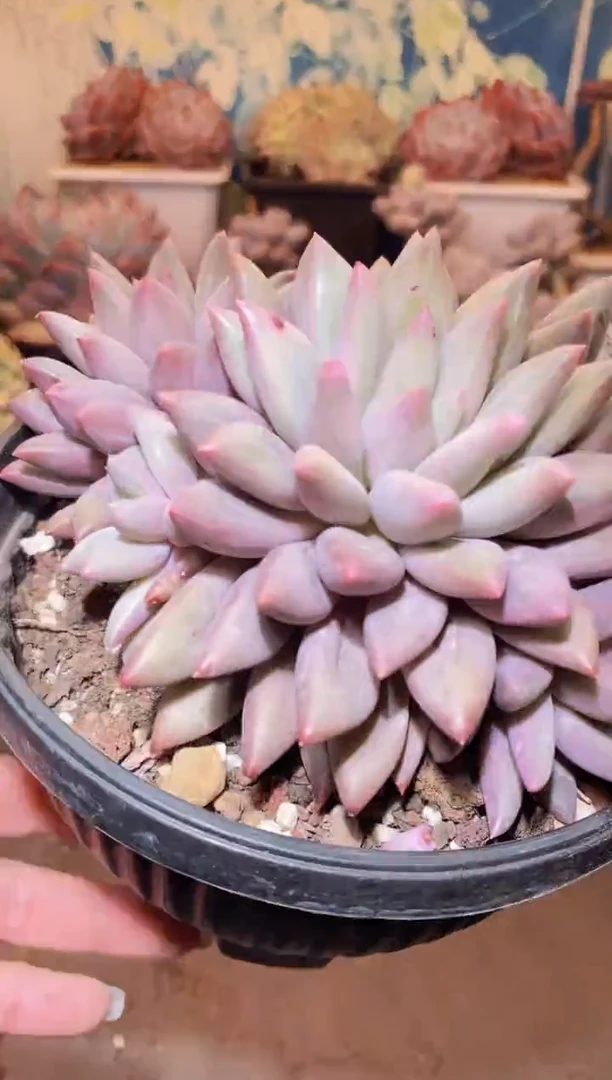 【闪购商品】284虞美人