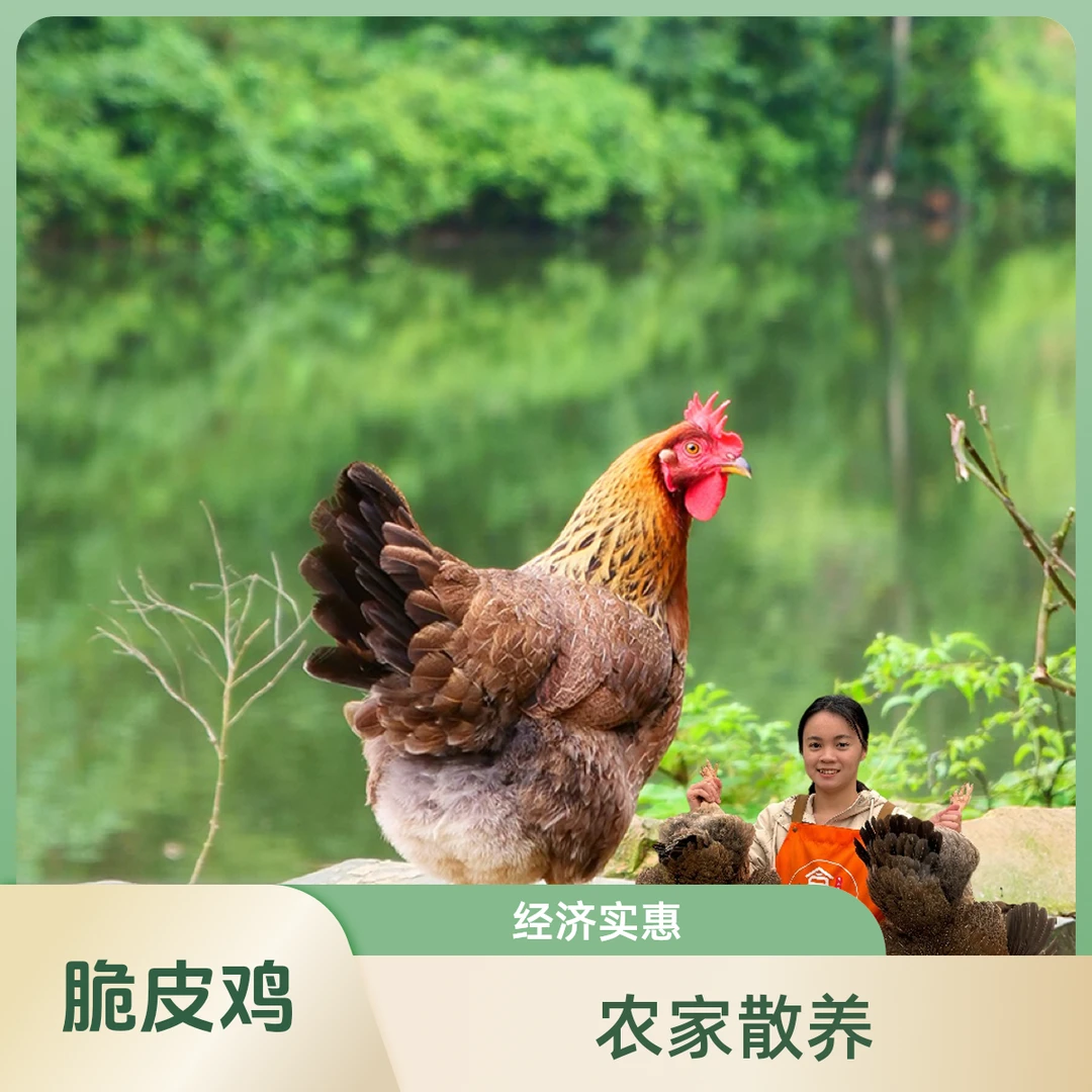 （清远脆皮鸡！！）两只装包杀好4到5斤脆皮清远鸡150天