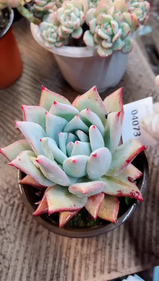 【闪购商品】04073