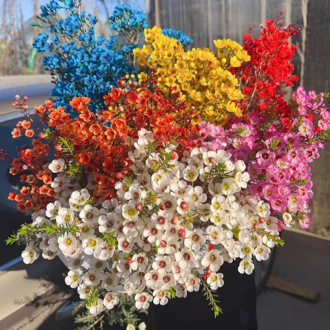 【冬季里的烂漫】腊梅花1束（单色，链接选择喜欢的颜色）