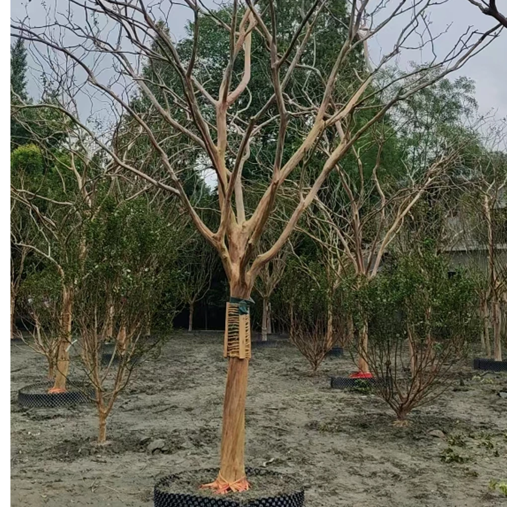 川红紫薇花树夏观花冬观骨耐热耐寒适合庭院栽种绿植
