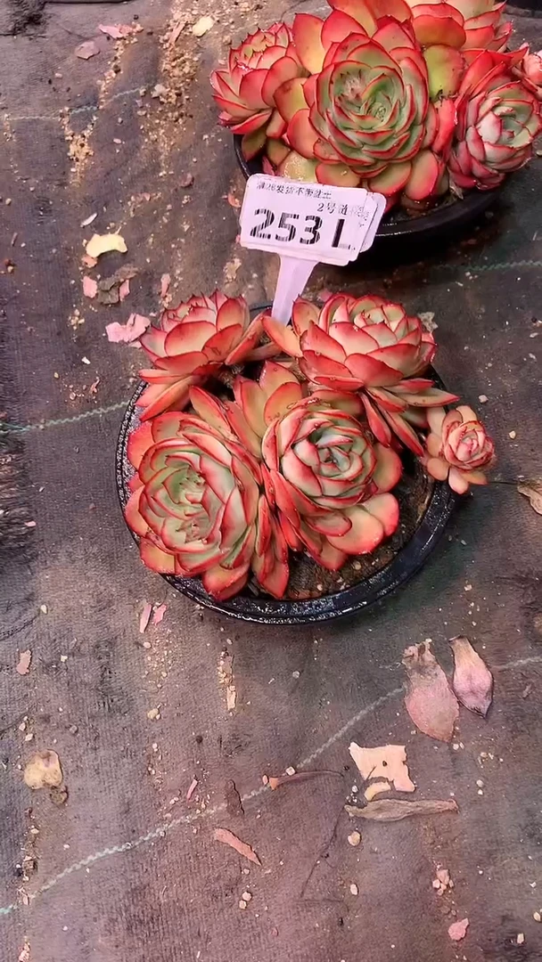 【闪购商品】253LLL