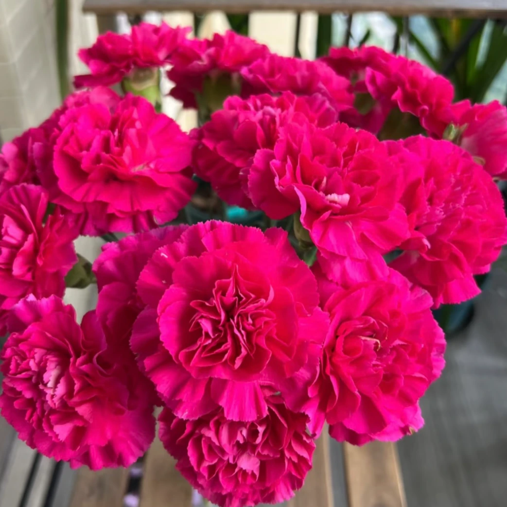【康乃馨】玫红色浓香康乃馨盆栽室内外阳台耐高温耐冻爆花