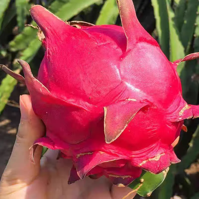 云南高原 红心火龙果大炎甄选