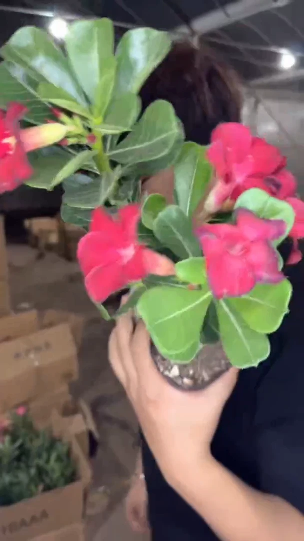 2颗 沙漠玫瑰【带根】