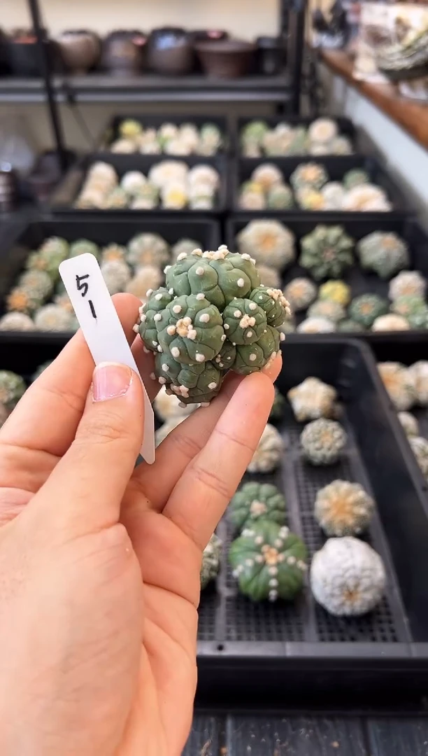 5**9不含盆土实生根编码51