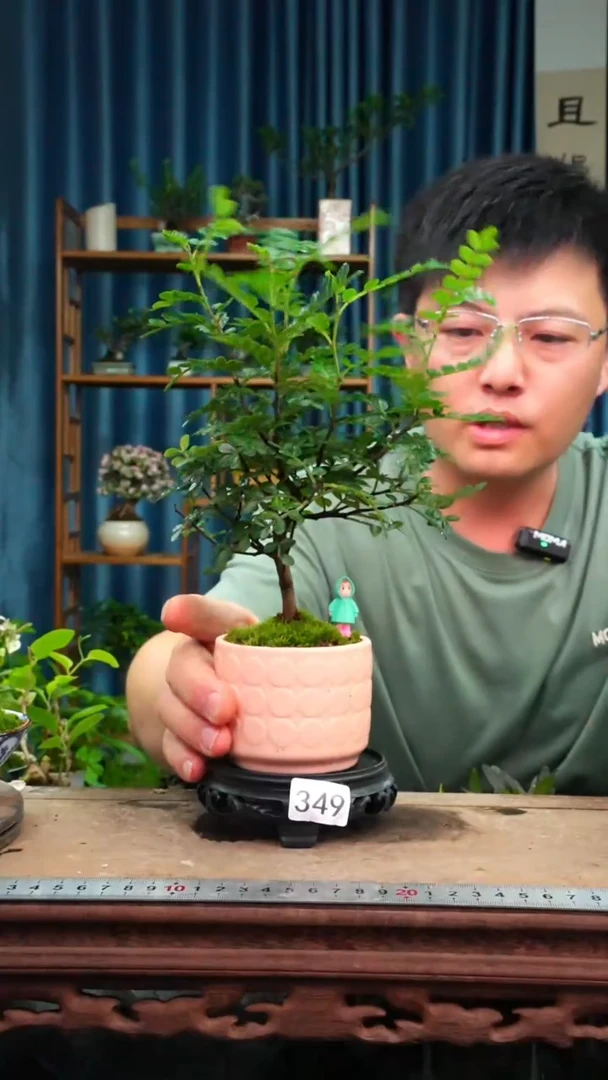 无花朵苔藓微景观349号