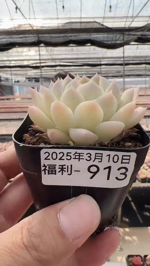 【闪购商品】福利多肉-913