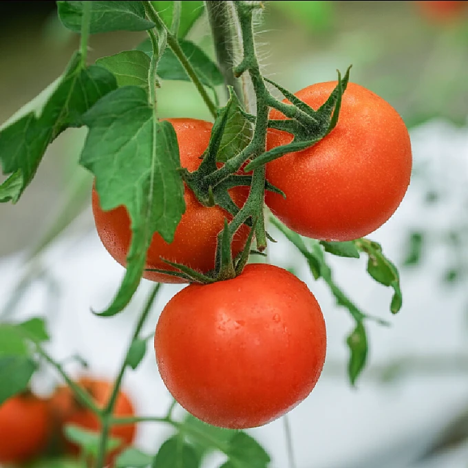 【农家自种】有机铁皮柿子 西红柿天花板 草莓西红柿 净重约2斤新鲜