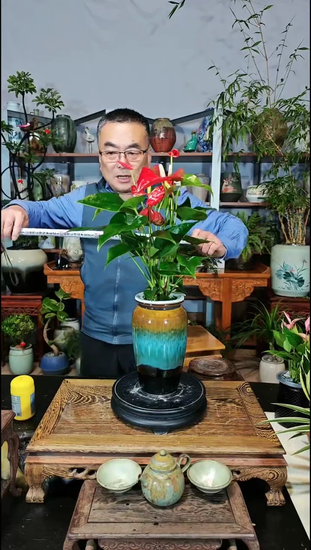 【闪购商品】水之韵水培植物红掌