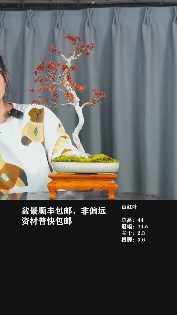 【闪购商品】山红叶-AA10