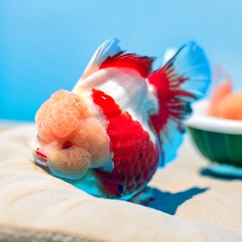 福州兰寿金鱼 金鱼