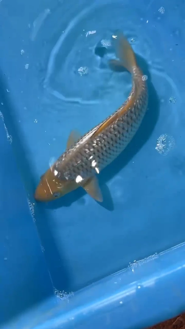 锦鲤太饱锦鲤36cm-48cm不包邮到付具体尺寸和品类以直播间为准