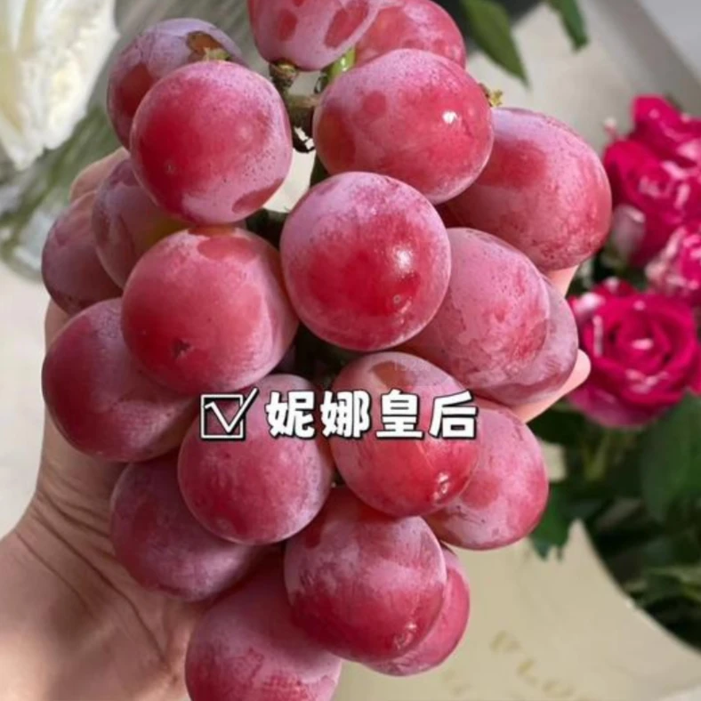 【一框】妮娜皇后 香味四溢 带框8斤左右4-5串 只限山西省内可拍
