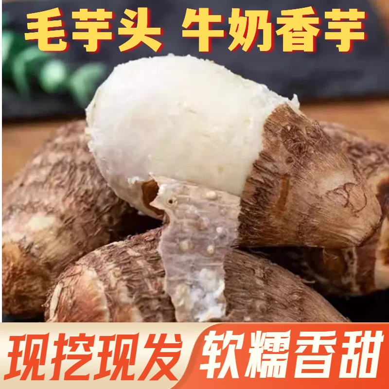 新挖山东沙土地牛奶小香芋农家自种毛芋头软糯滑嫩产地直发包邮