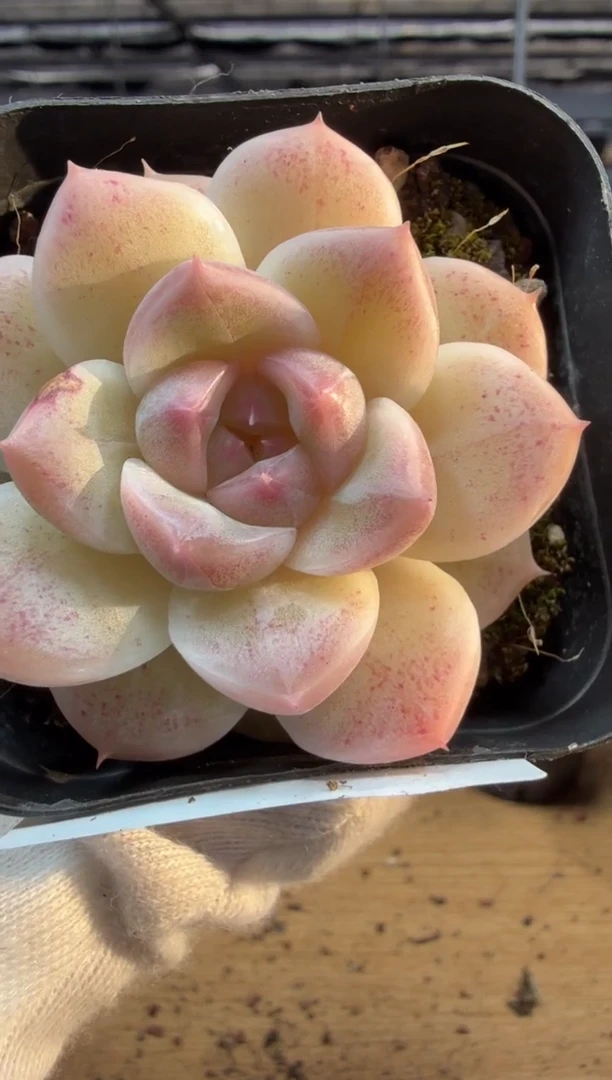 东云多肉园三店-230