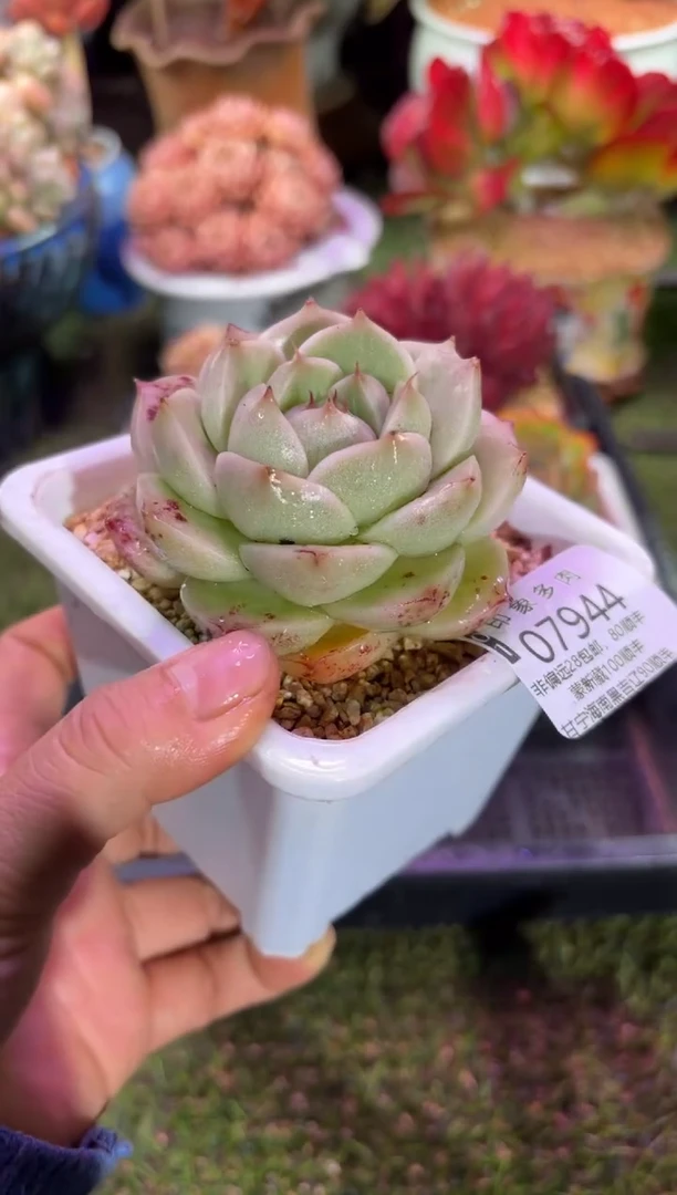 【闪购商品】07944