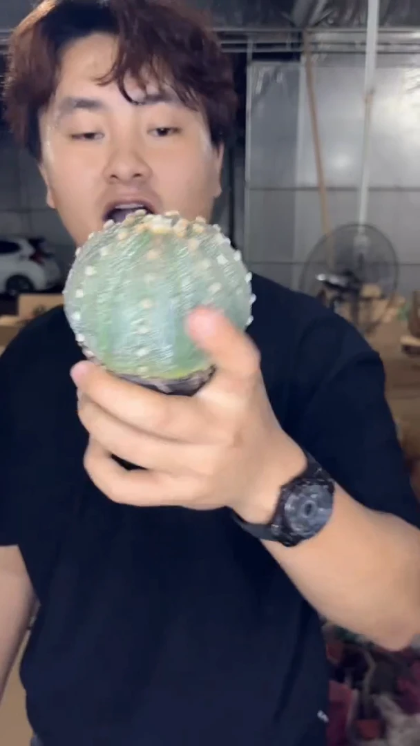 实生根 星兜 5-7cm 带盆土