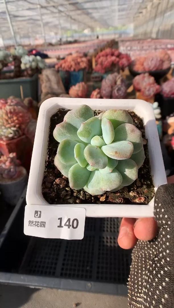 140星影石化一物一拍