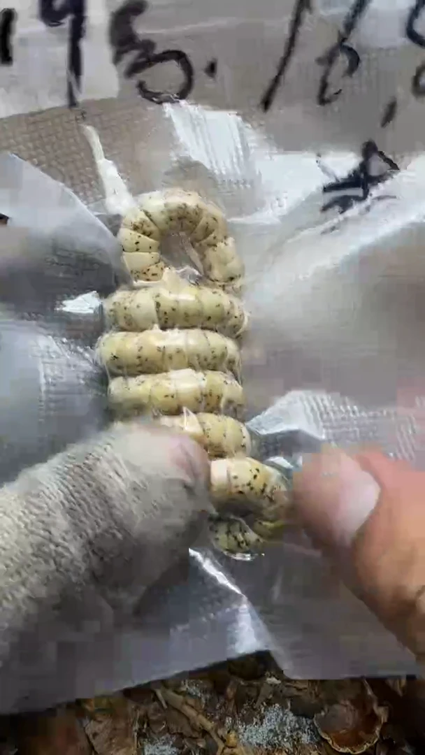 【闪购商品】星月菩提吊坠青稞手作  19