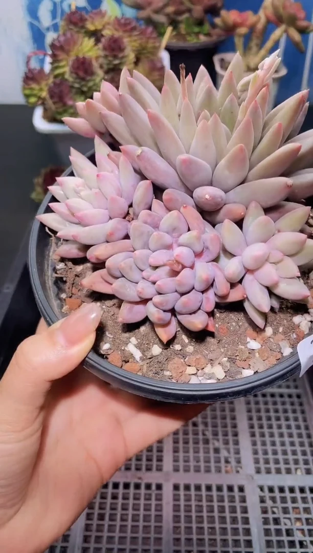 【闪购商品】295虞美人群生