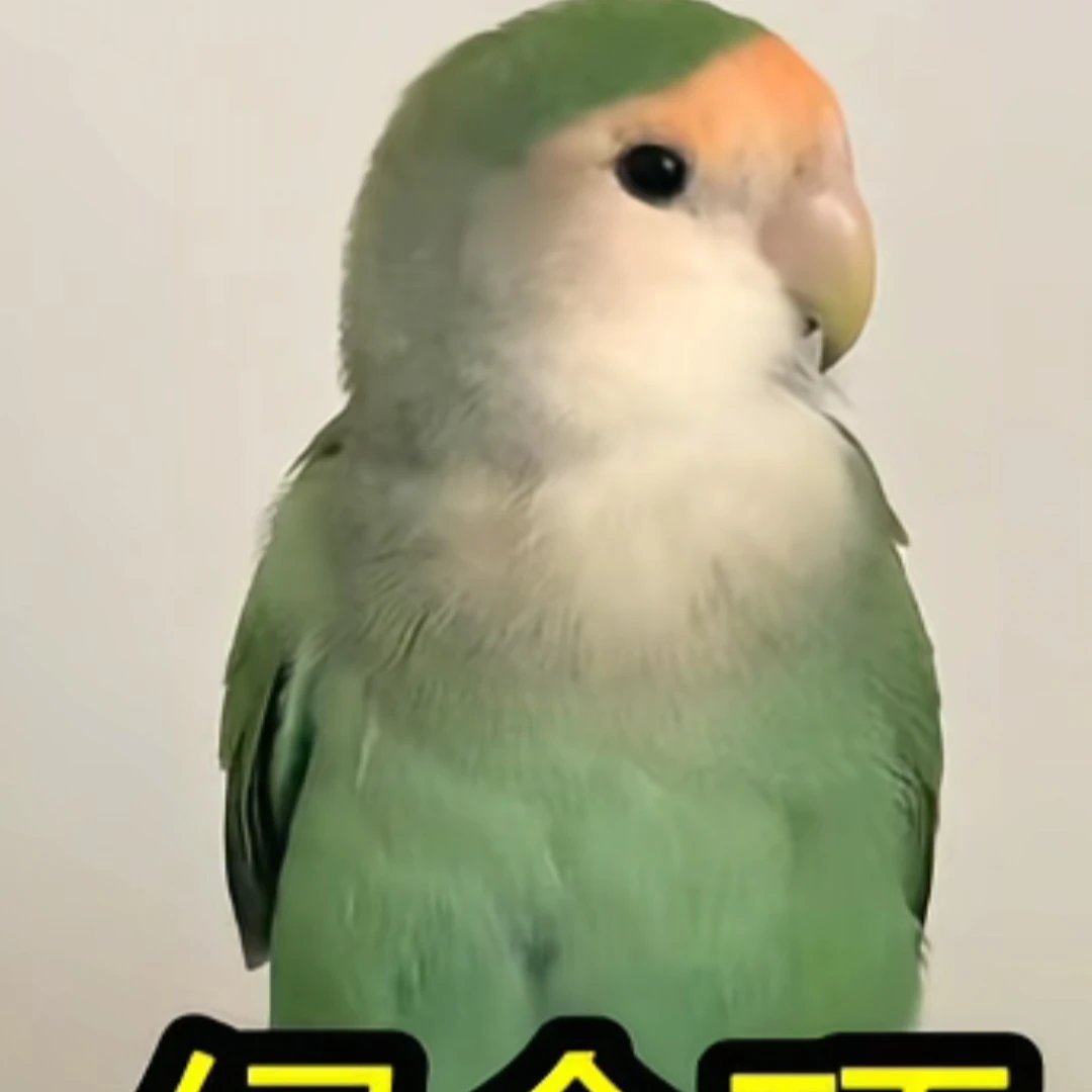 牡丹半毛雏鸟活泼亲人活鸟宠物专拍链接