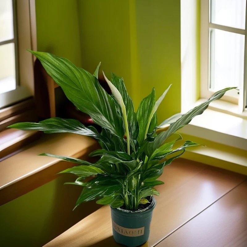 大盆白掌美酒白掌一帆风顺摆盆栽客厅办公室水养组合高档白掌水培