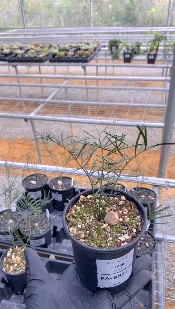 【闪购商品】狭羽泽米铁FA-9571