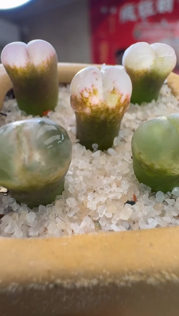 【闪购商品】3-9日本原株油窗一颗