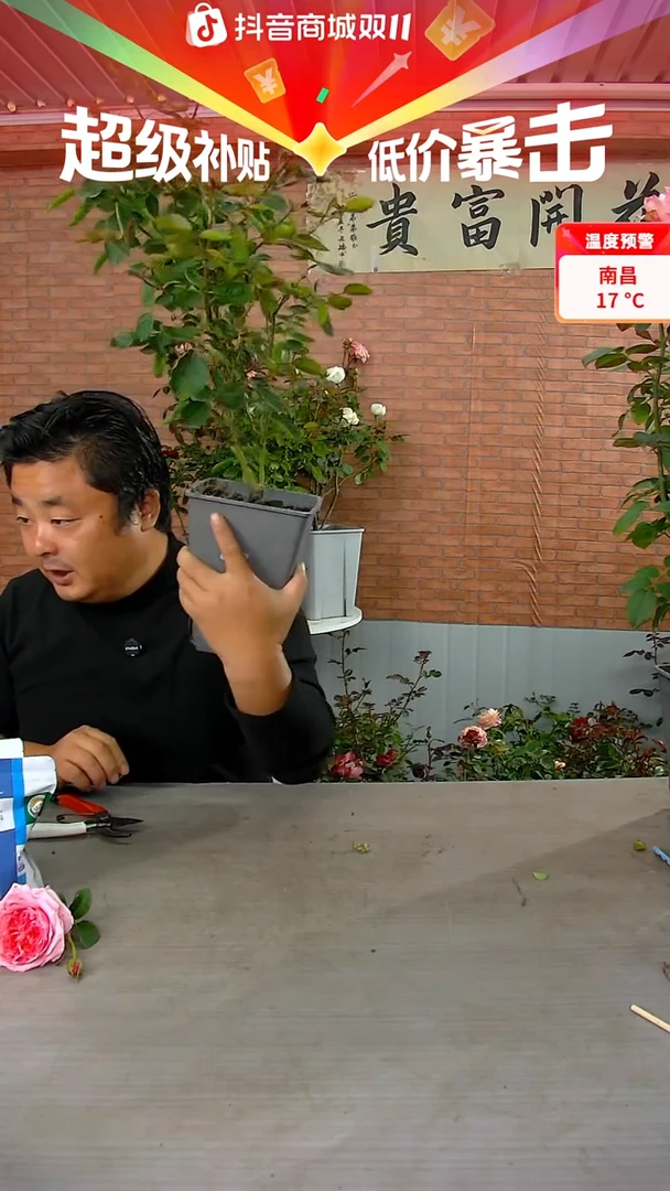 当前无花朵，栽培后可花朵胭脂香水249