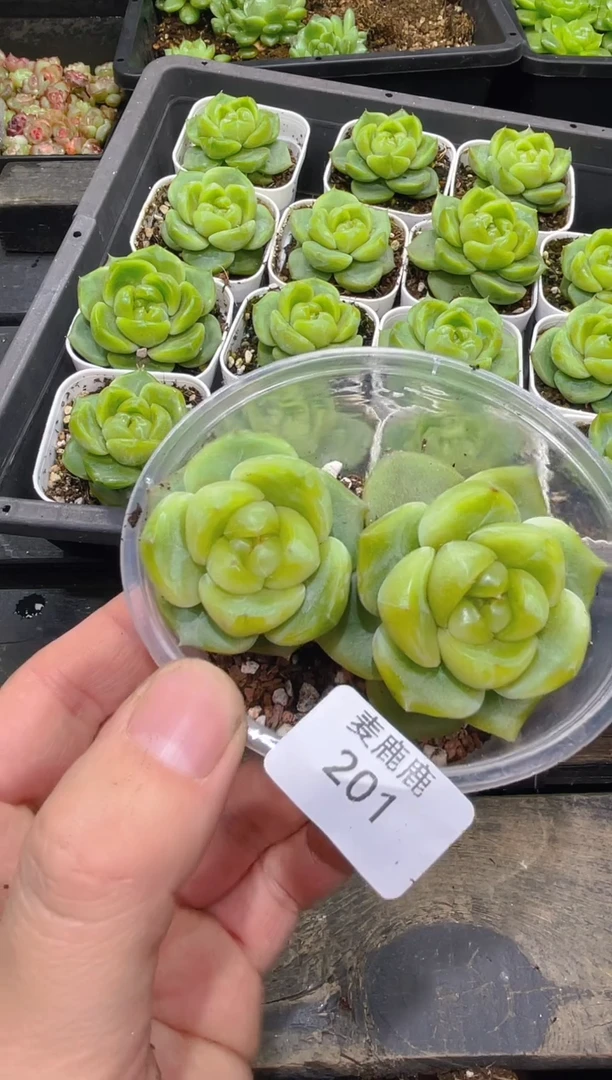 201翡翠珍妮     量拍