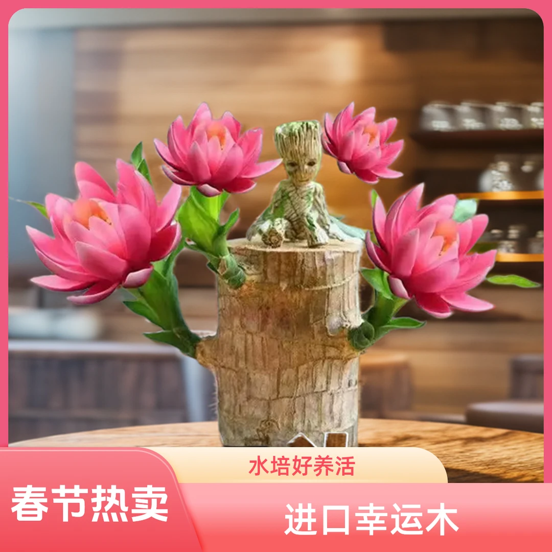 【养养开花】进口的新巴西木幸运木开花水培植物室内水养绿植盆栽的