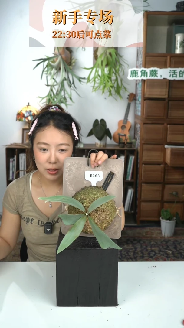 不开花植物E163-白二岐鹿角蕨（小）叶片微瑕