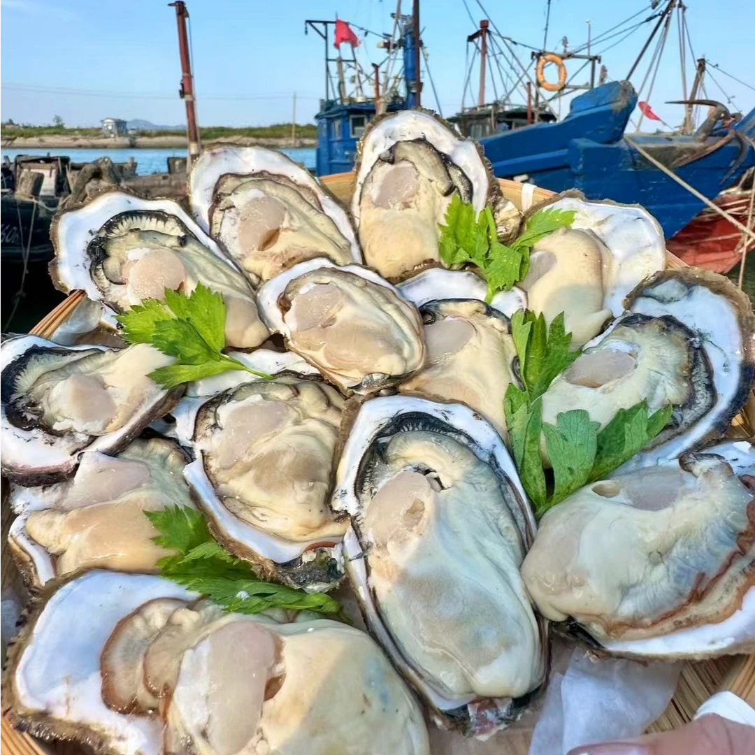 【红岛渔民】青岛红岛鲜活生蚝（海蛎子）6斤 源头直发（单个2两～6两）