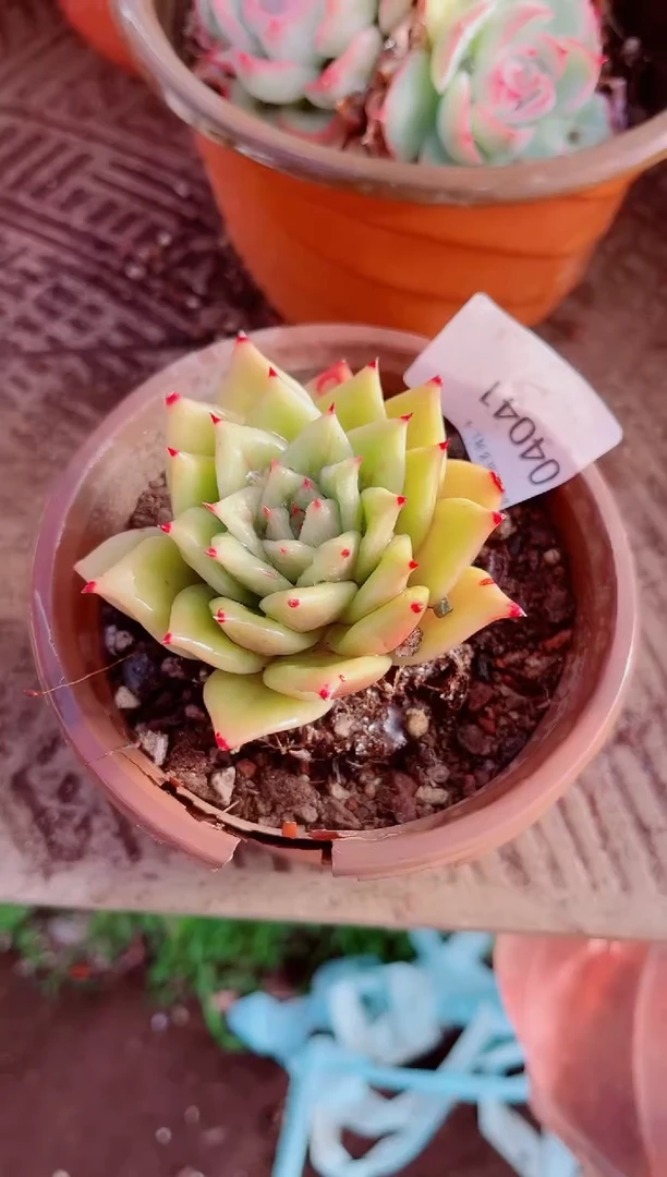 饮**水跃跃精品多肉04041