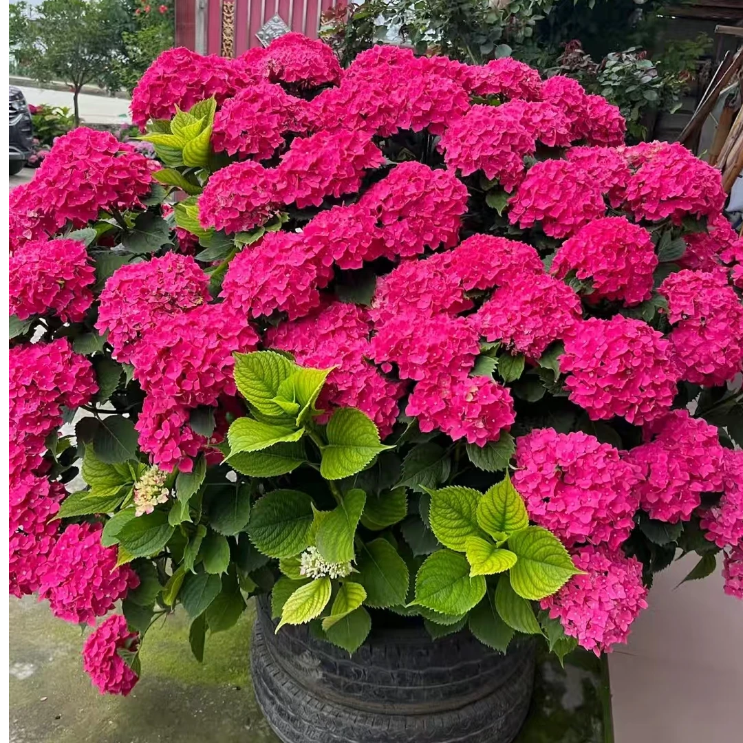 万紫千红 绣球 云南基地直发带花苞耐寒老桩好养美观新手易养