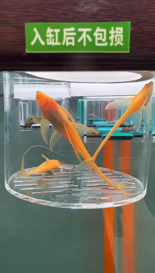 清道夫119号直入缸不包损录制完整开箱视频8/8.5厘米