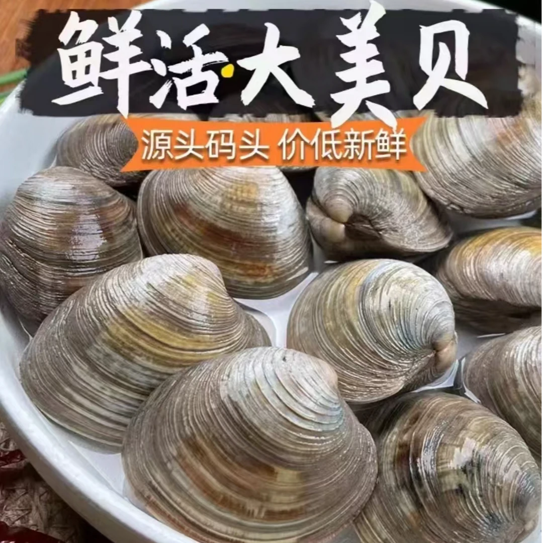 鲜活美贝 肥美大蛤蜊 四不像 顺丰冷链