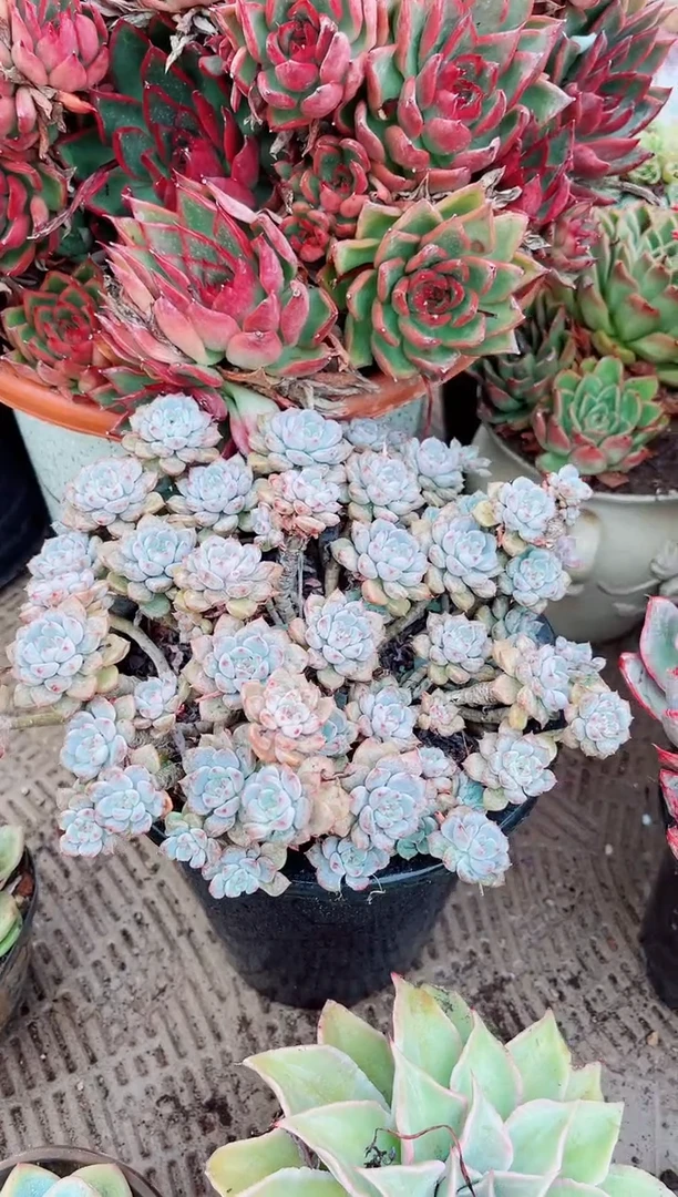 …*12175多肉植物一物一拍吧