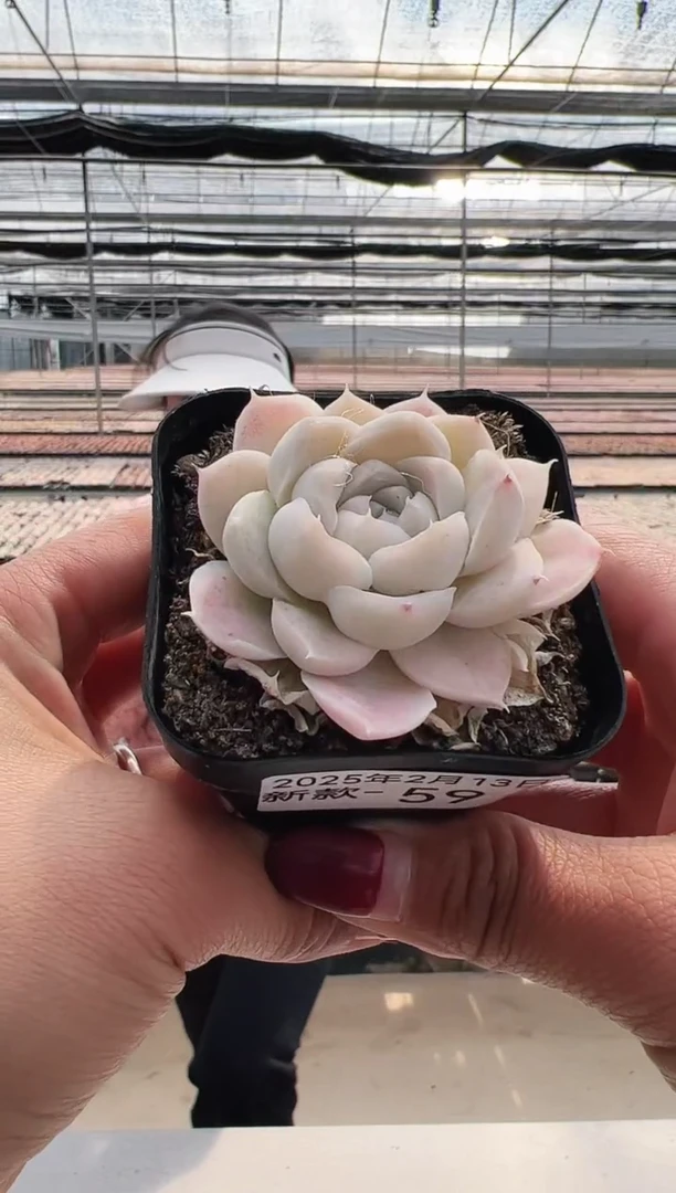 【闪购商品】新款多肉-59