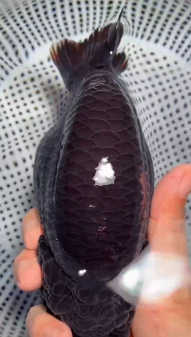 金鱼（运费自理，马印灯照射）福州追鱼兰寿金鱼