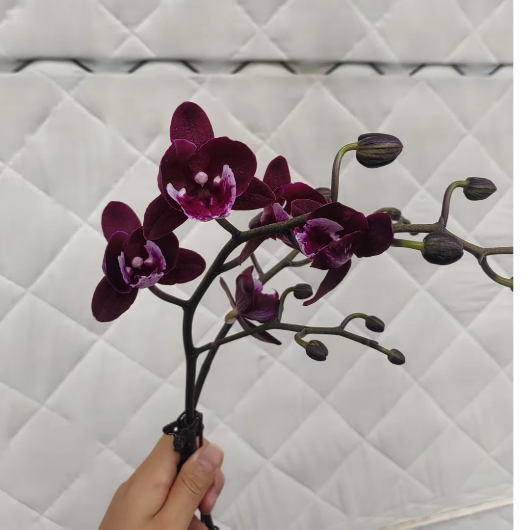 3.0寸妖精 双梗 蝴蝶兰一颗【全场任意两颗起发货】