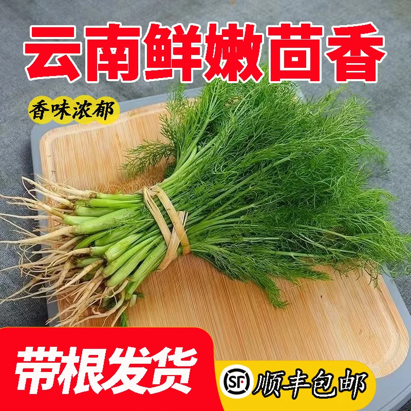 【顺丰包邮】BC/热宝云南高山新鲜小茴香带根现割现发农家蔬菜3/5斤
