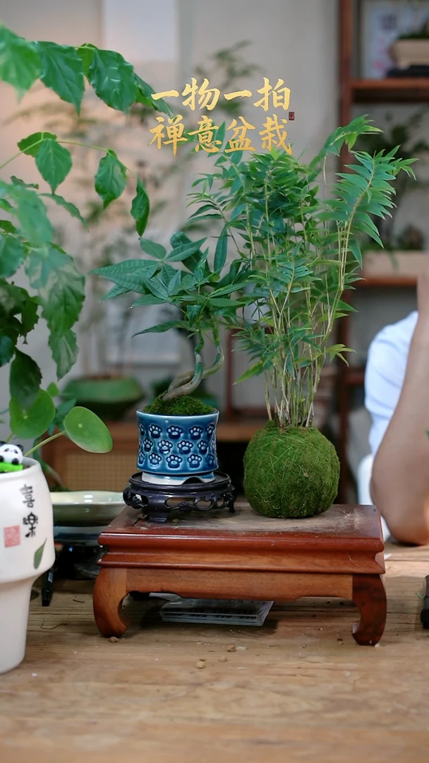 不开花植物鸽*米竹+发财树125