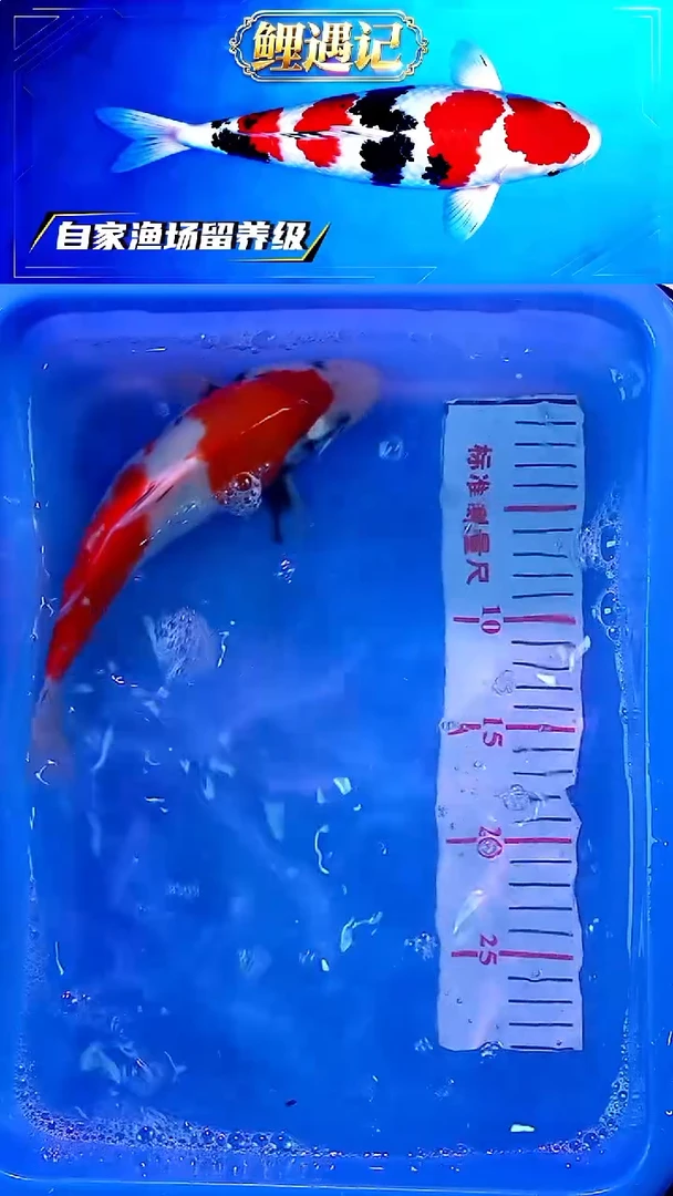 锦鲤12月24日锦鲤27