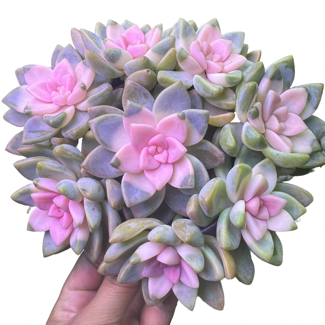 中秋节 粉樱花带盆土 多肉植物好看净化空气好养活